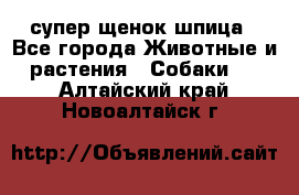 супер щенок шпица - Все города Животные и растения » Собаки   . Алтайский край,Новоалтайск г.